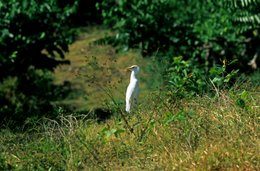 Bird;-Cattle-egret;-Comoros-Archipelago;-France;-Grass;-Indian-Ocean;-Kaleidos;-Kaleidos-images;-La-parole-à-limage;-Laurent-Abad;-Mayotte;-Stories-Pictures;-Wader;-Wildlife